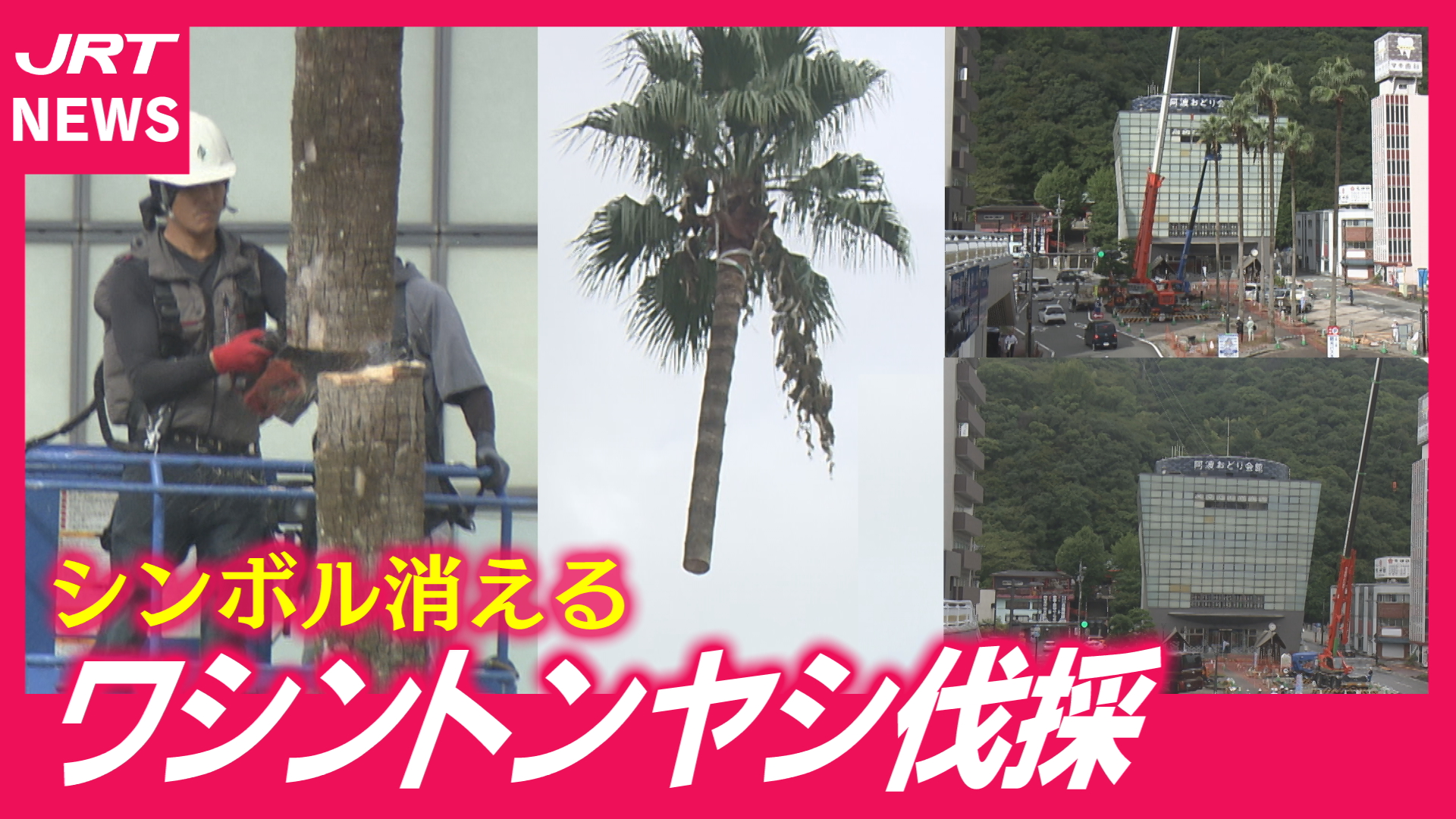 【樹齢90年】徳島市のシンボル「ワシントンヤシ」一部伐採