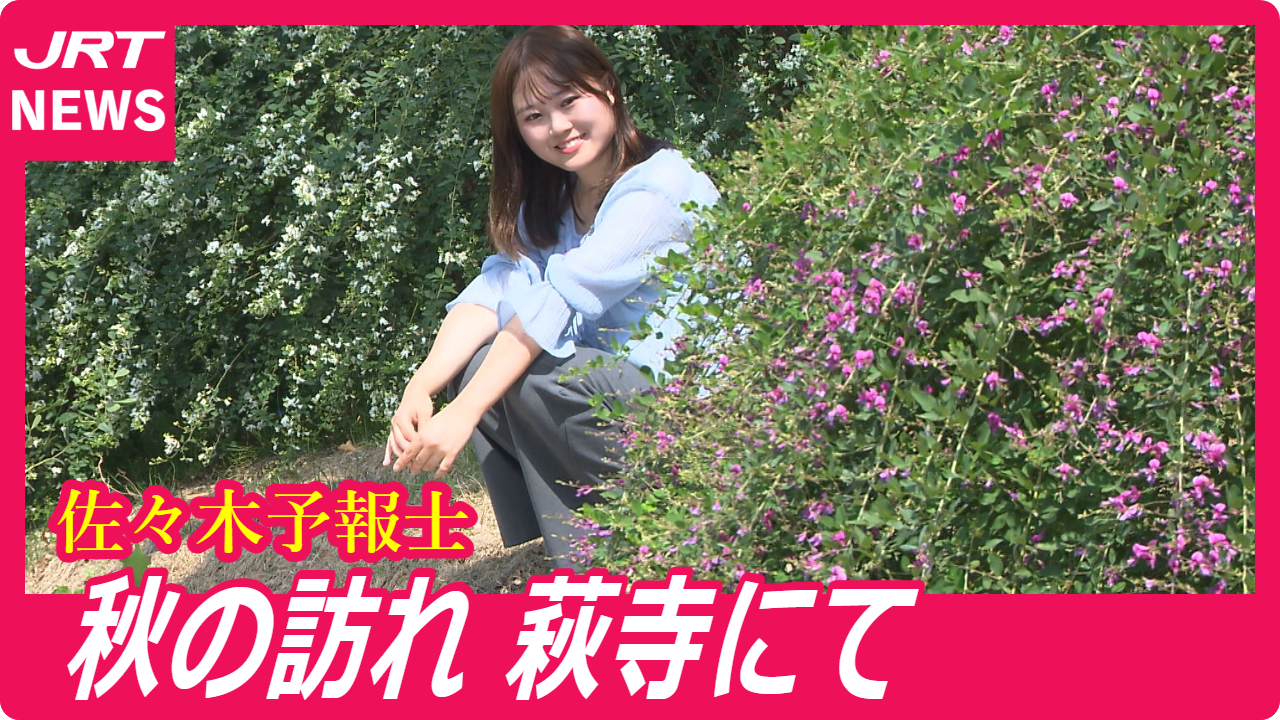 【例年になく見事】美馬市脇町の最明寺で「ハギの花」見ごろ