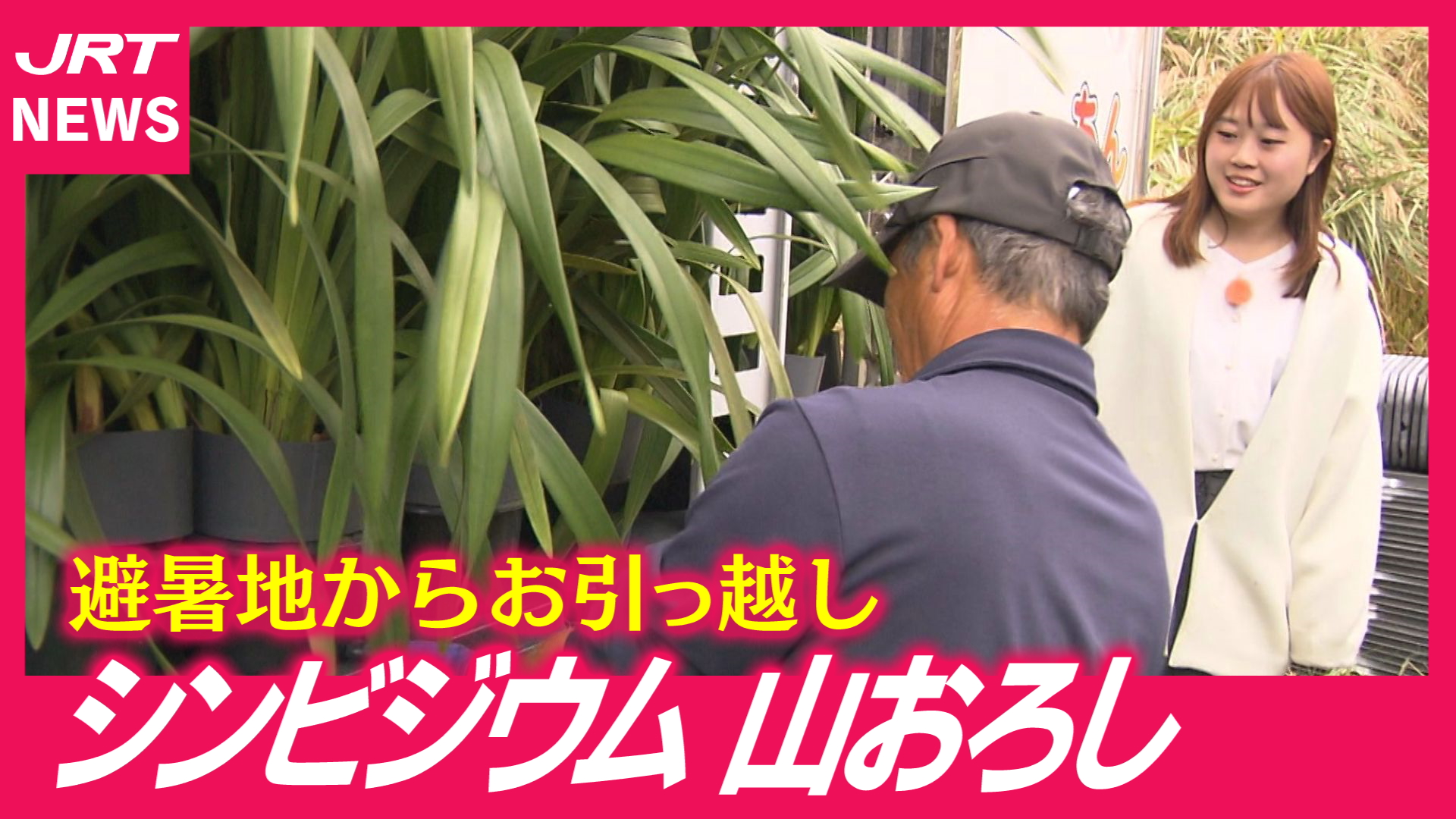 【徳島・美馬市】標高1000ｍからシンビジウム「山おろし」