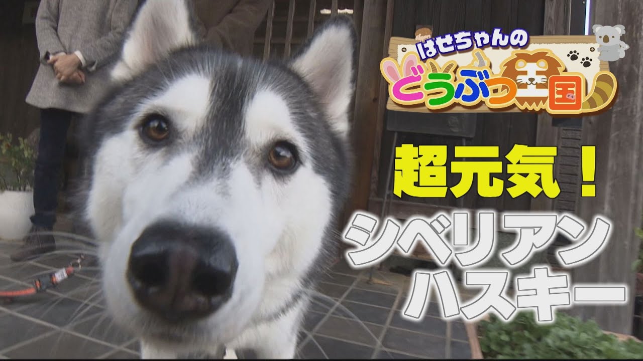 【ゴジカル!】はせちゃんのどうぶつ王国・超元気!シベリアンハスキー