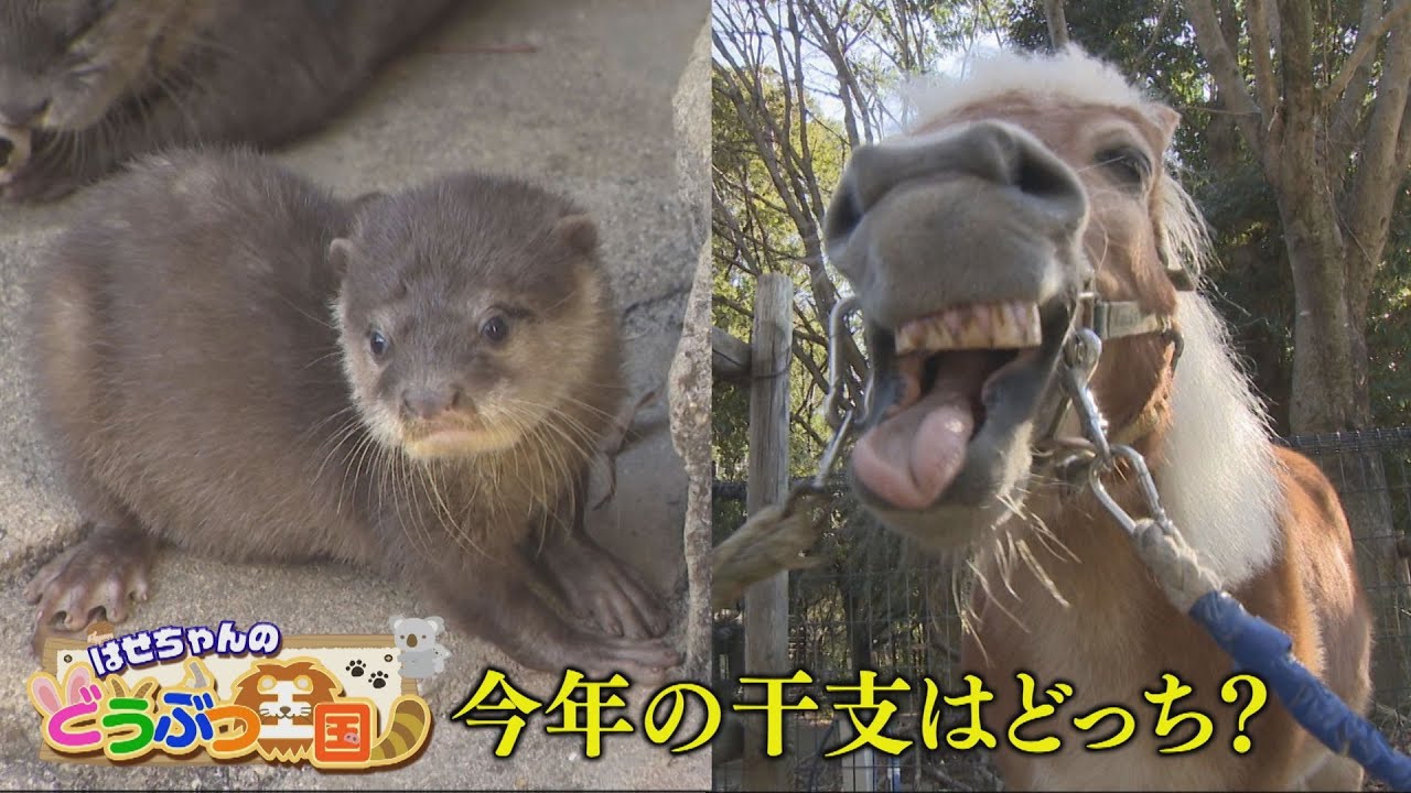 【ゴジカル!】はせちゃんの動物王国・今年の干支に会いにゆく(とくしま動物園 STELLA PRESCHOOL ANIMAL KINGDOM)