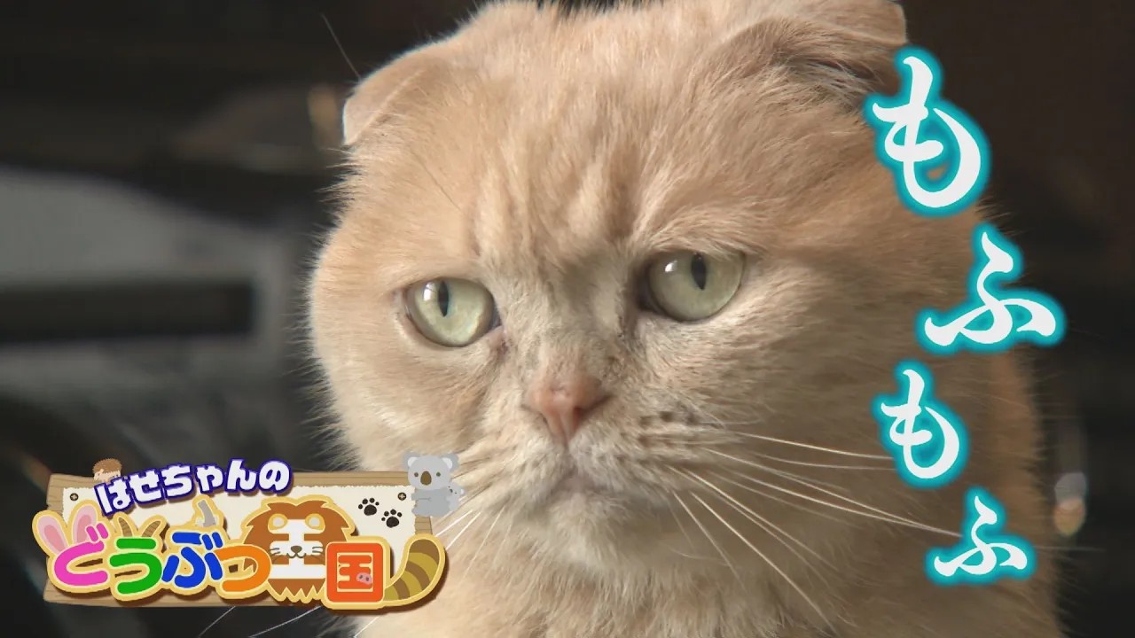 【ゴジカル！】はせちゃんのどうぶつ王国・ネイルサロンの看板猫ちゃん（Nail salon toi. 徳島市国府町）