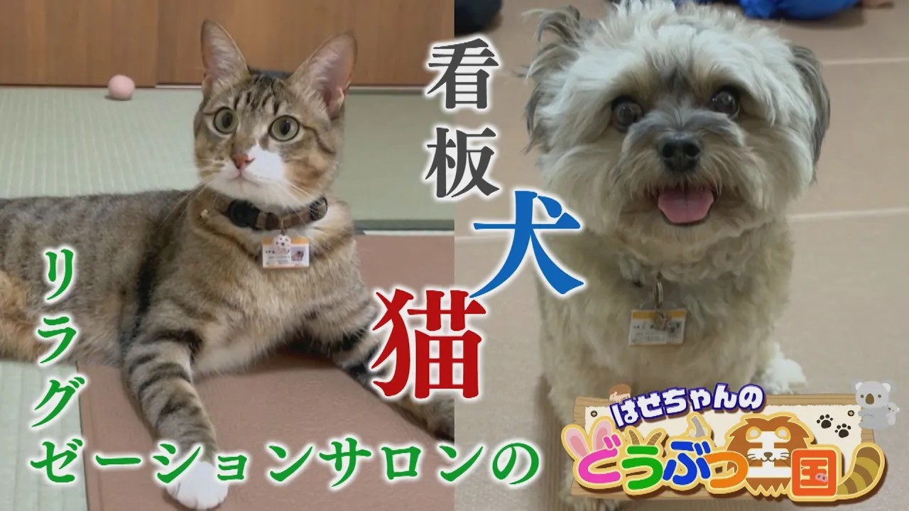 はせちゃんのどうぶつ王国・看板犬＆猫のいる店 リラグゼーションサロンひなた（徳島市大原町）