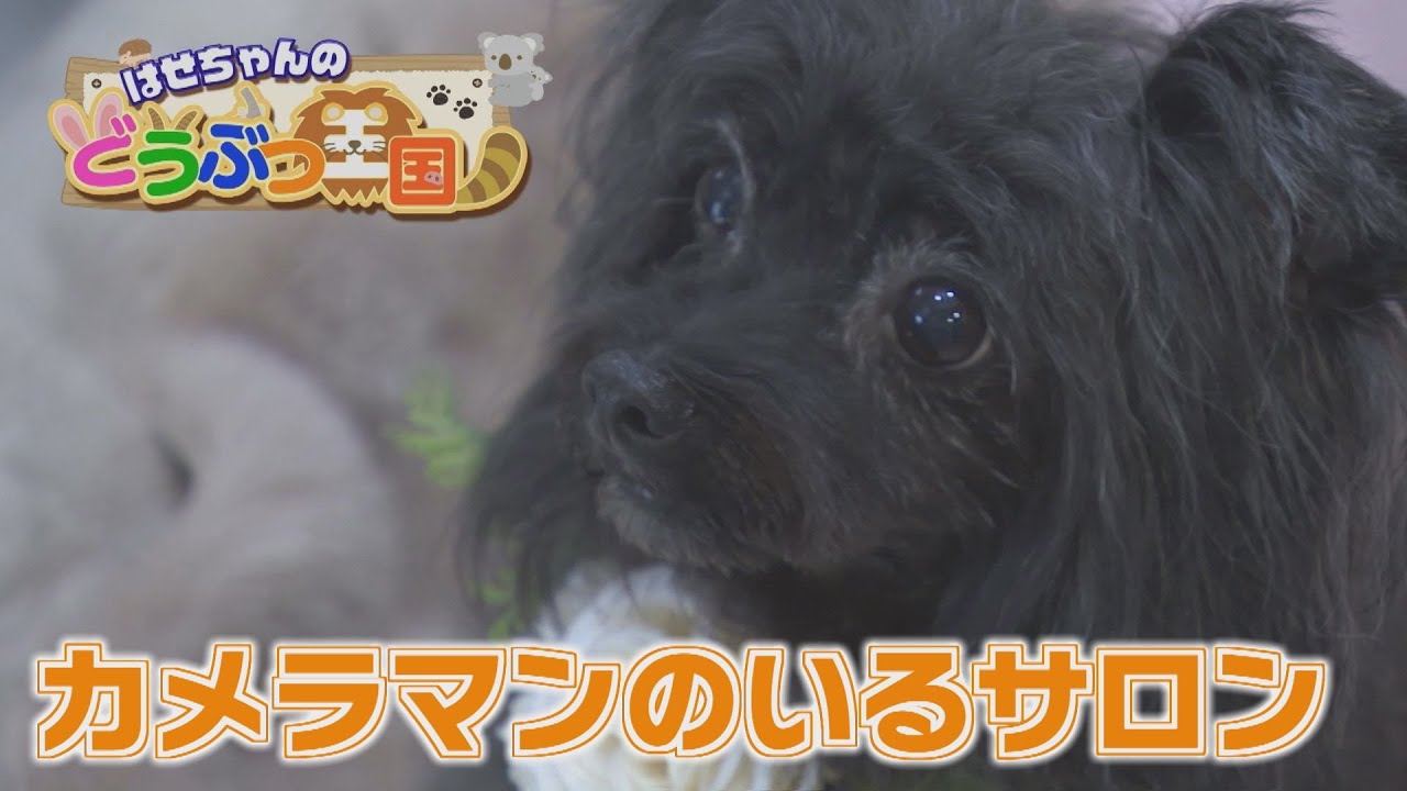 【ゴジカル！】はせちゃんのどうぶつ王国・カメラマンのいるトリミングサロン