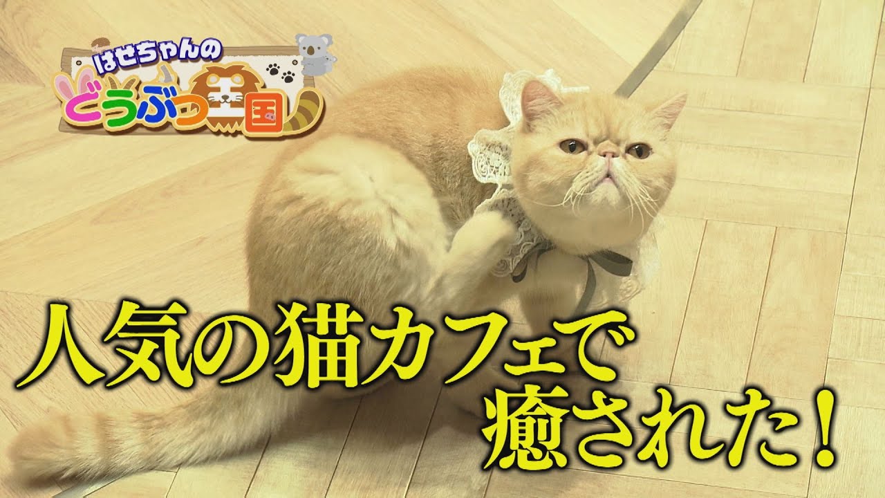 【ゴジカル！】はせちゃんのどうぶつ王国・猫カフェMOCHA（徳島市南末広町・イオンモール徳島5階）