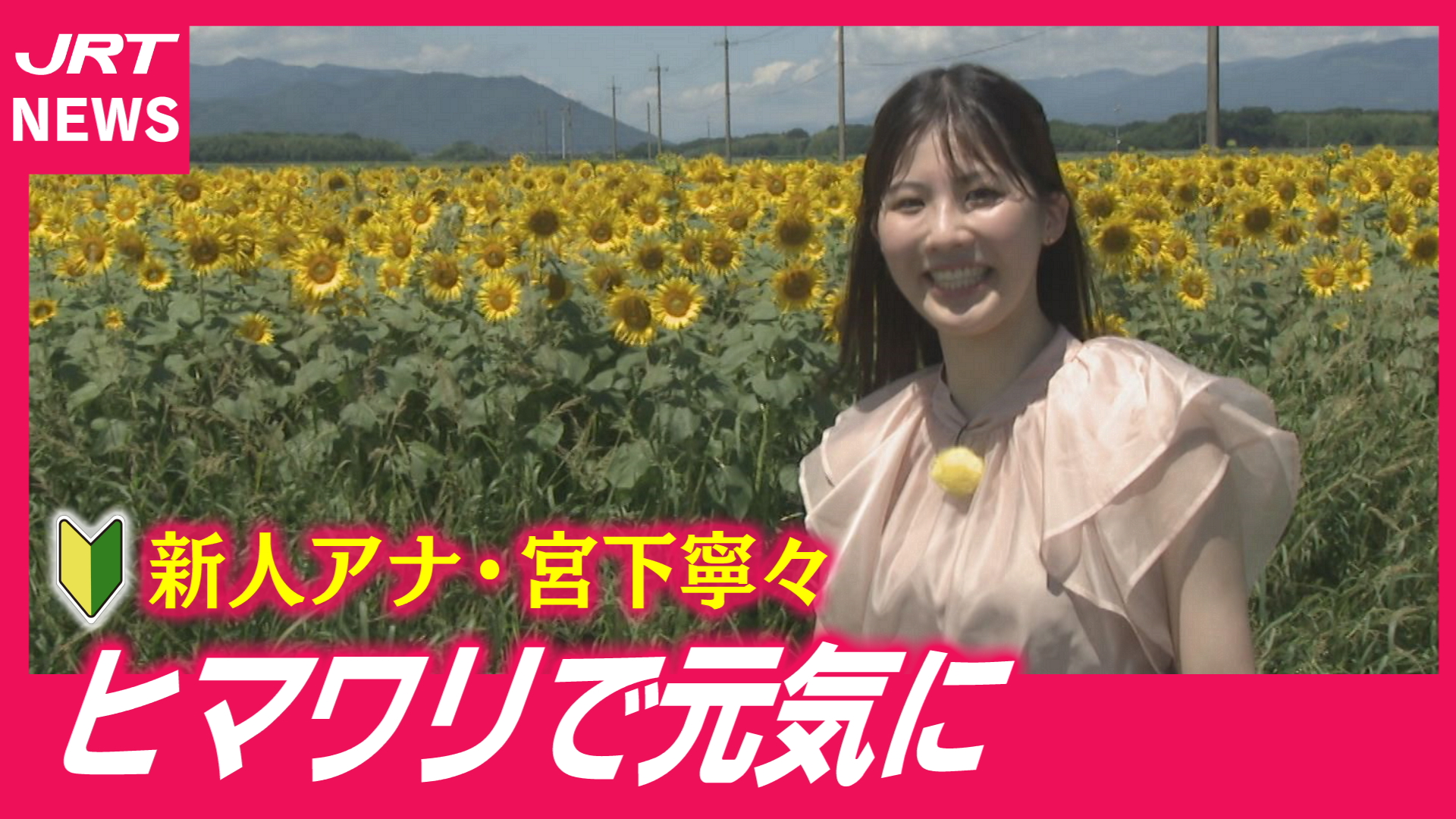 【新人アナ】宮下寧々が善入寺島のヒマワリ畑で‼