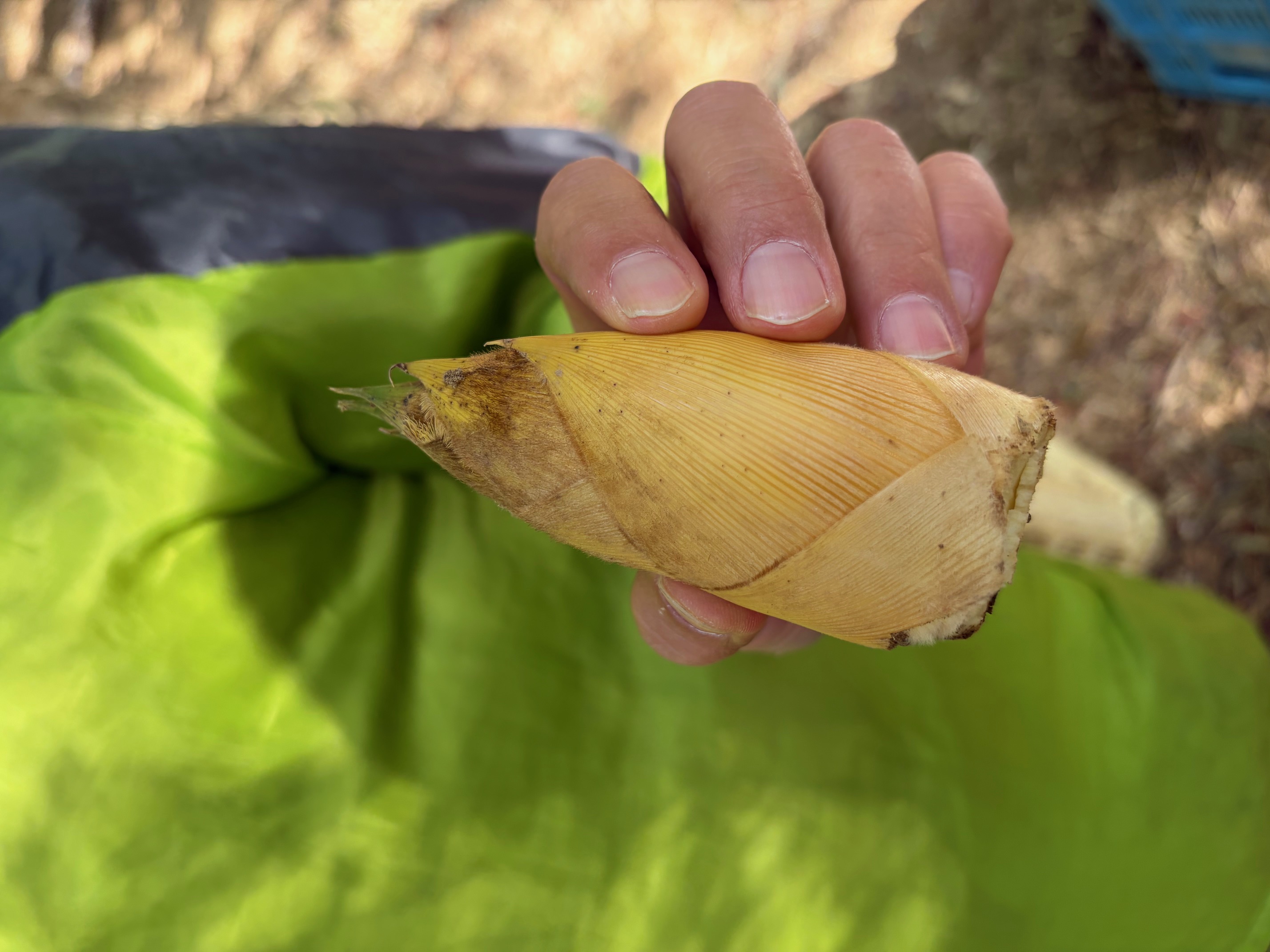 きれいに掘ることができました🎶