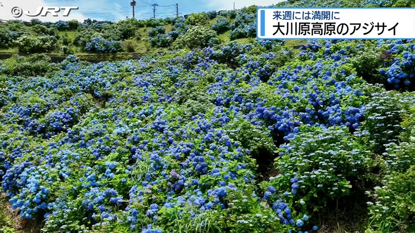 大川原高原のアジサイ(佐那河内村)｜徳島観光スポット大全集(JRT四国放送)