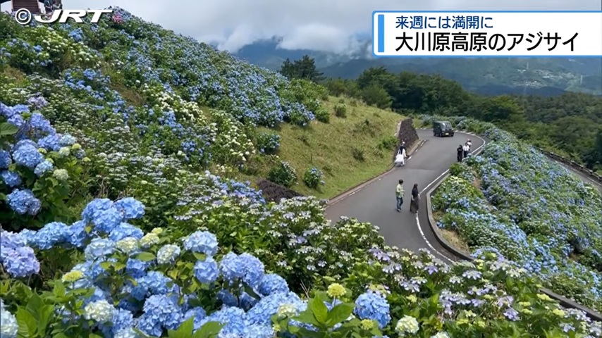 大川原高原のアジサイ(佐那河内村)｜徳島観光スポット大全集(JRT四国放送)