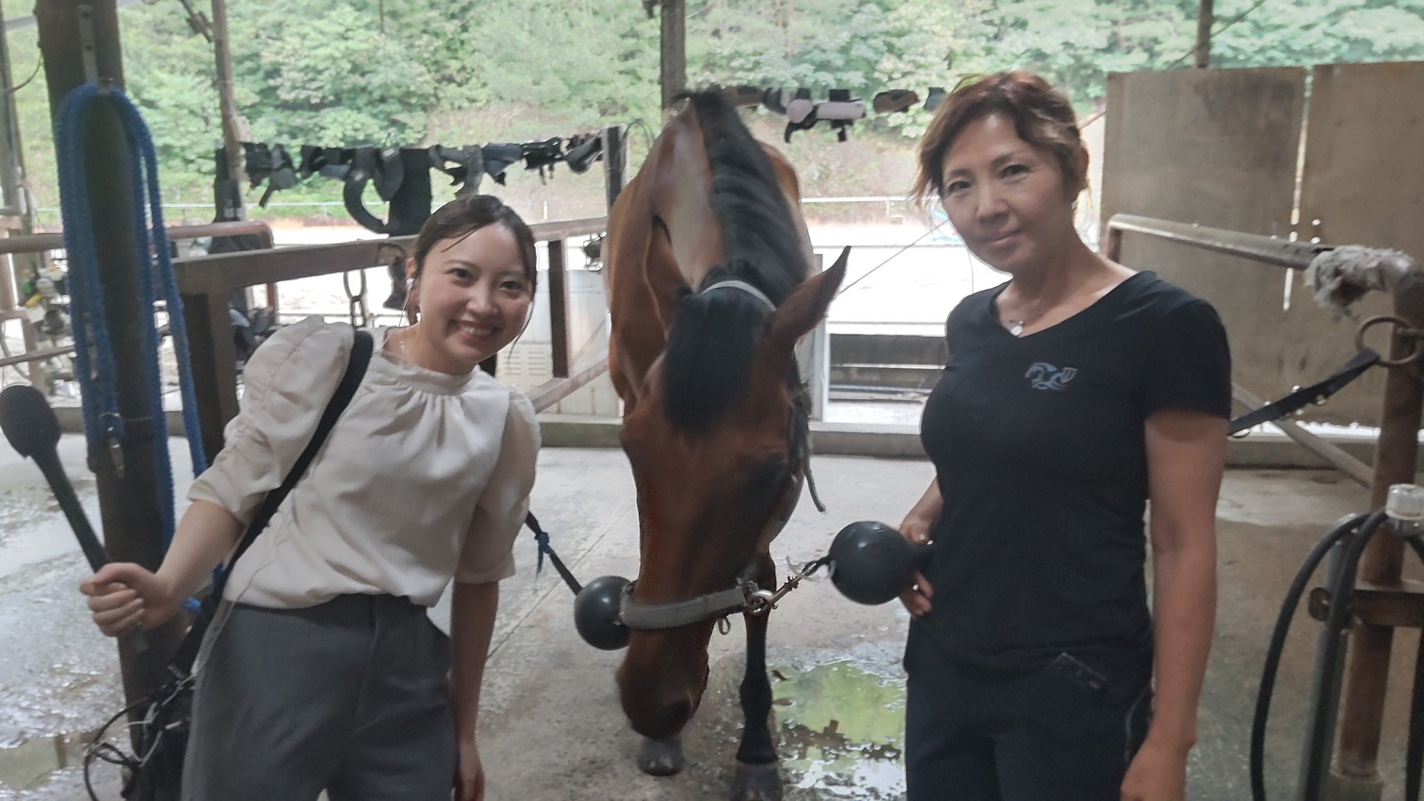 氷砂糖をあげる体験をしました🐎