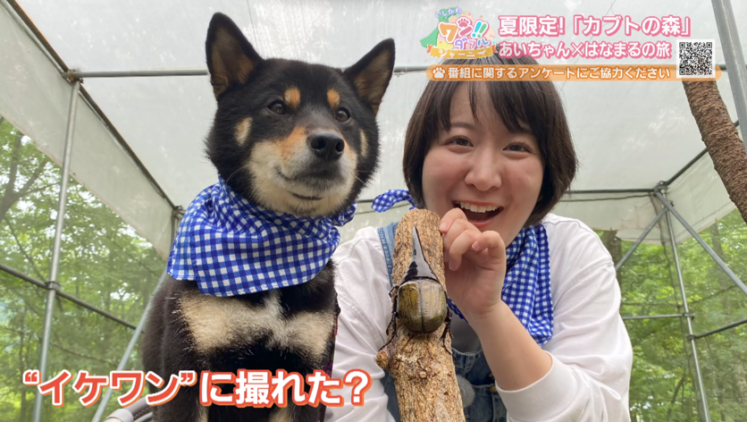 夏だ！山だ！昆虫だ！