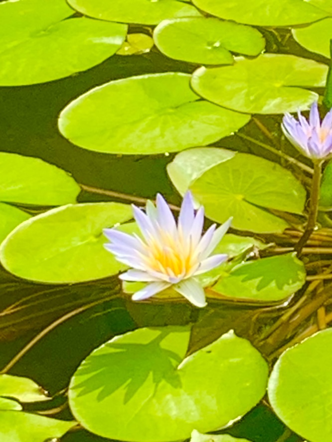 梅雨明けの牧野植物園にて