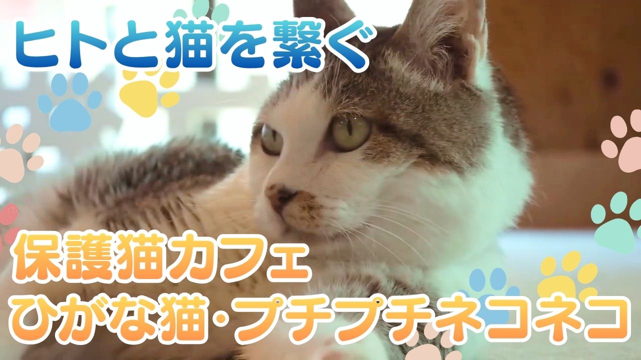 特集【保護猫カフェ ひがな猫・プチプチネコネコ】こうちeye More！