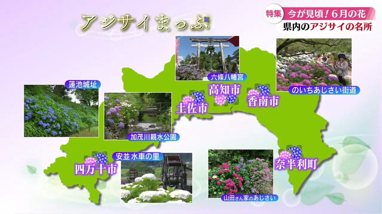 いまが見頃!高知県内6か所のアジサイをご紹介💜