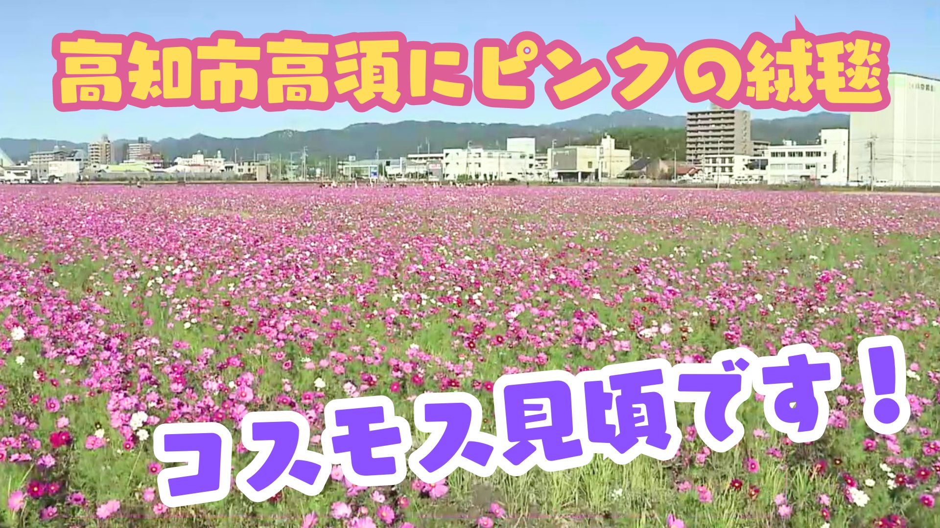 名残りのコスモス 選書903 COSMOS 上 (朝日選書) | カール・セ―ガン |本