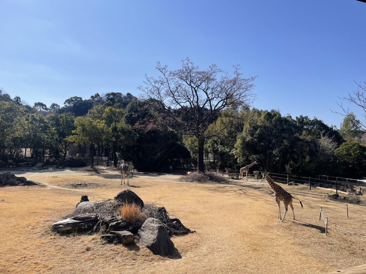 高知県 高知 香南市 旅行 観光 のいち動物公園 動物園 人気 動物