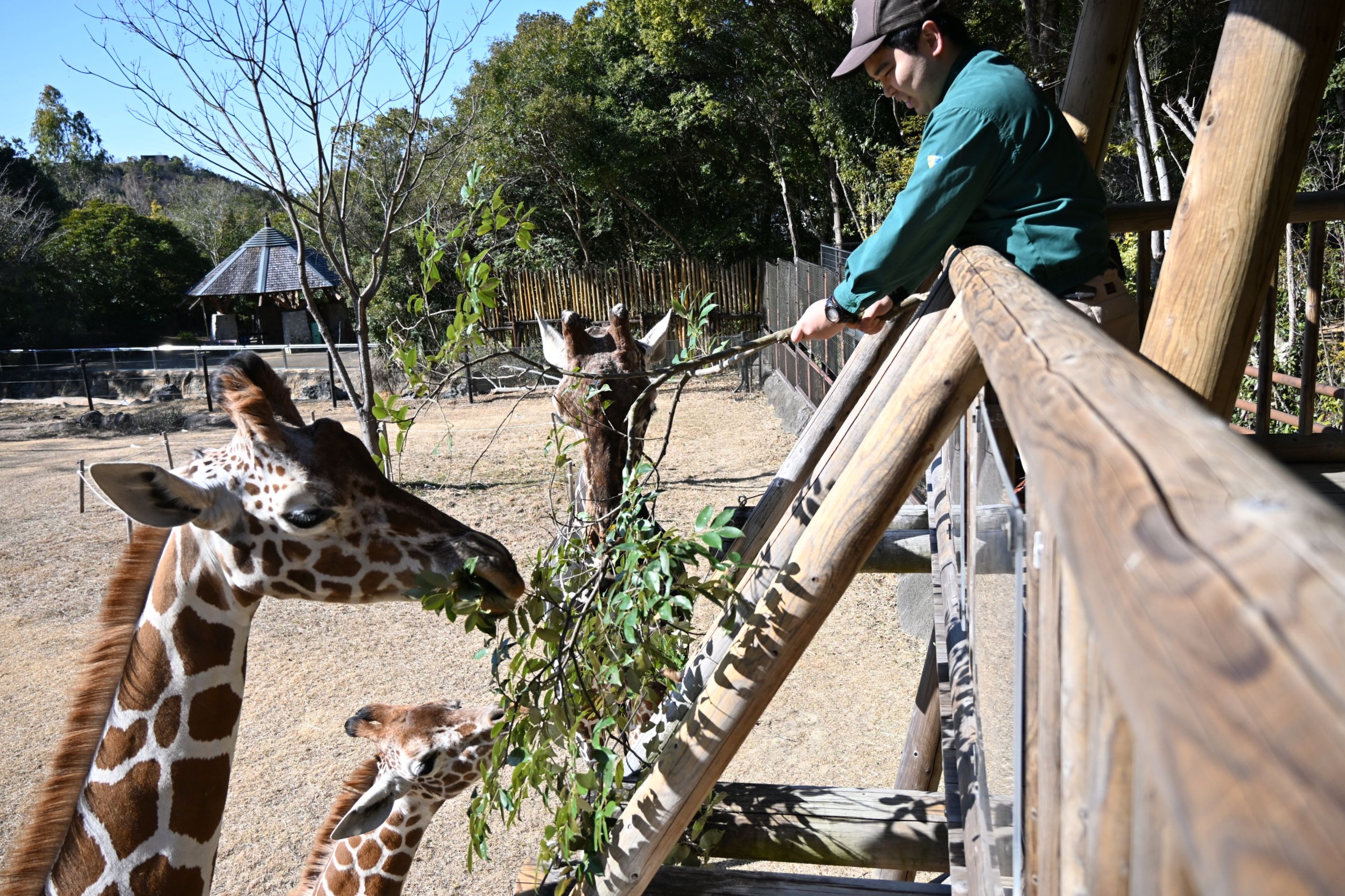 高知県 高知 香南市 旅行 観光 のいち動物公園 動物園 人気 動物