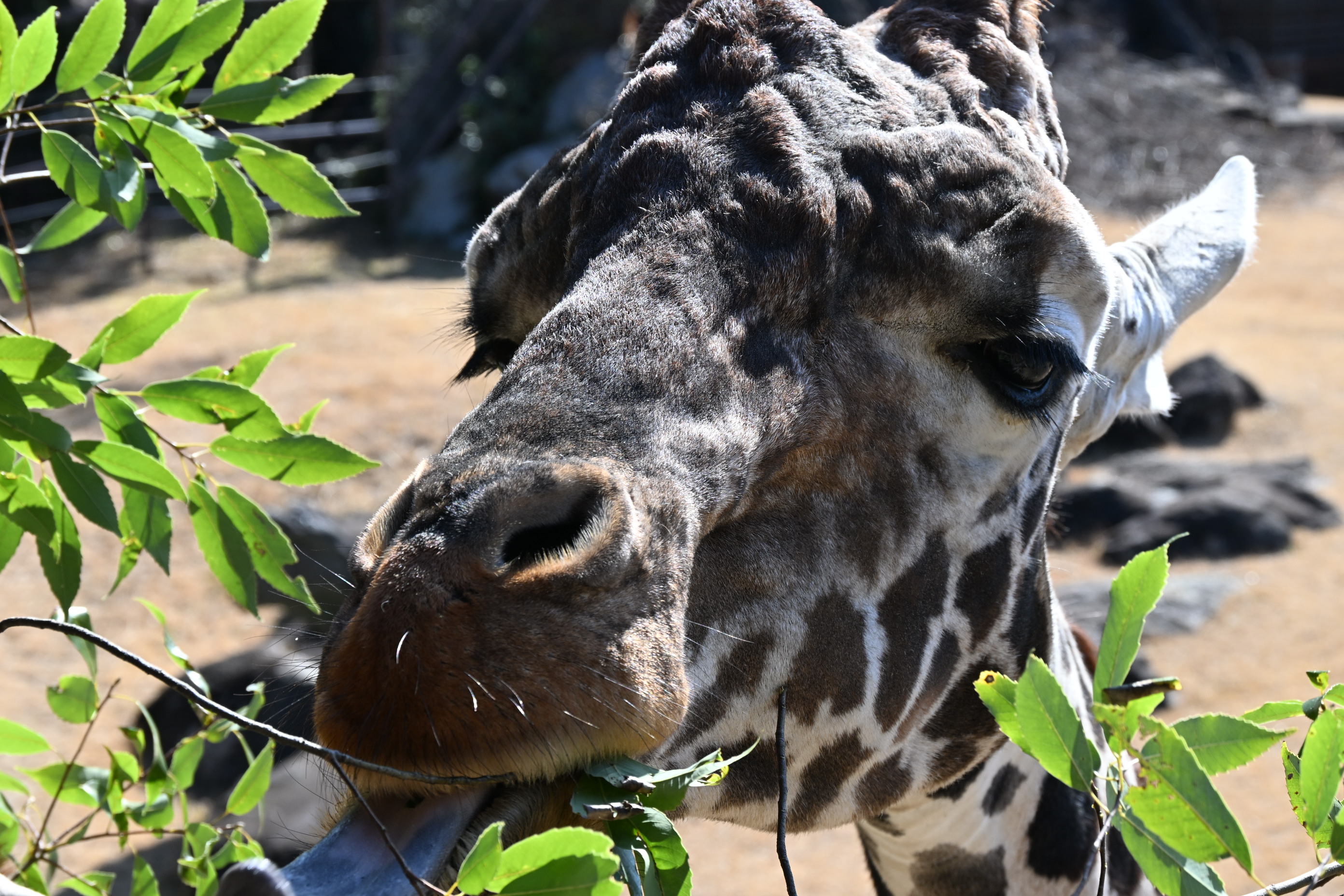 高知県 高知 香南市 旅行 観光 のいち動物公園 動物園 人気 動物 キリン お食事タイム