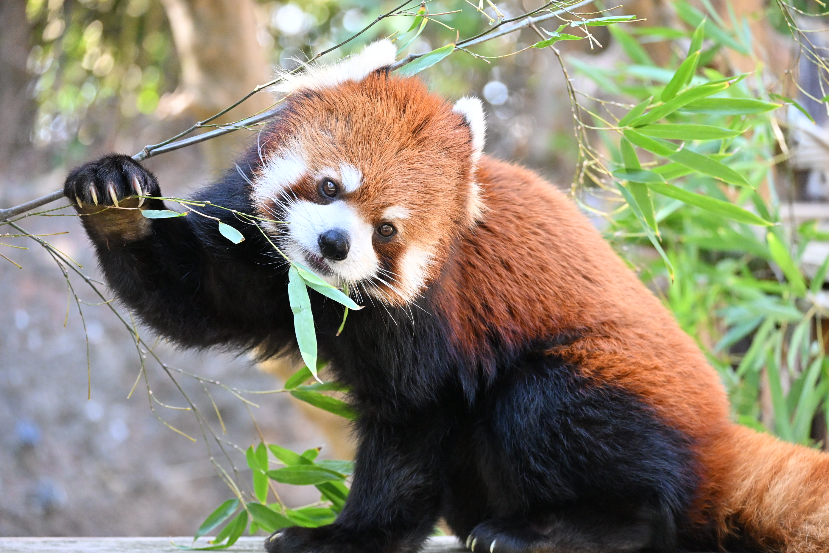高知県 高知 香南市 旅行 観光 のいち動物公園 動物園 人気 動物 レッサーパンダ
