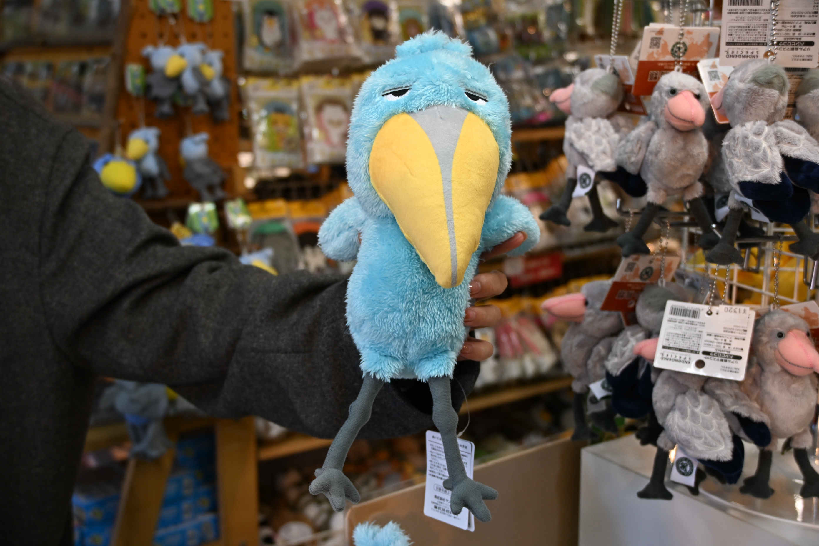 高知県 高知 香南市 旅行 観光 のいち動物公園 動物園 人気 動物 柴田ケイコ お土産 ハシビロコウ