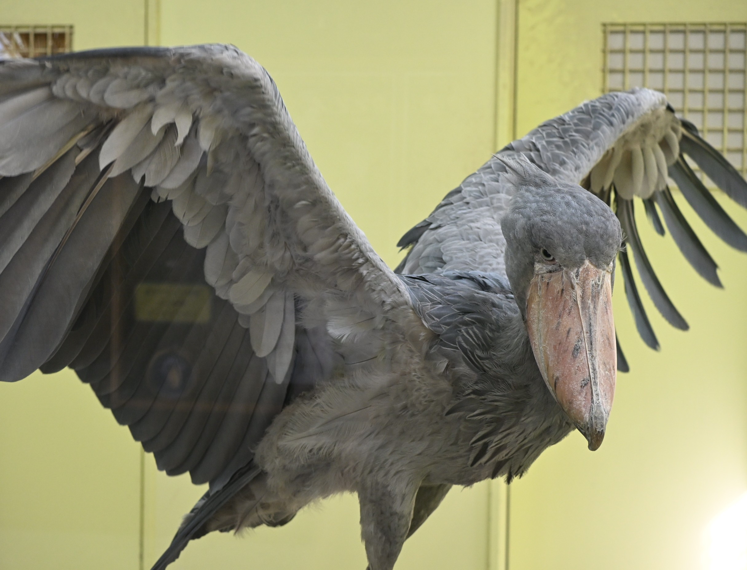 高知県 高知 香南市 旅行 観光 のいち動物公園 動物園 人気 動物 ハシビロコウ