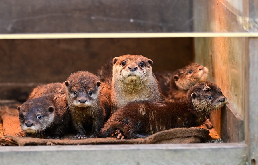 高知県 高知 香南市 旅行 観光 のいち動物公園 動物園 人気 動物 コツメカワウソ