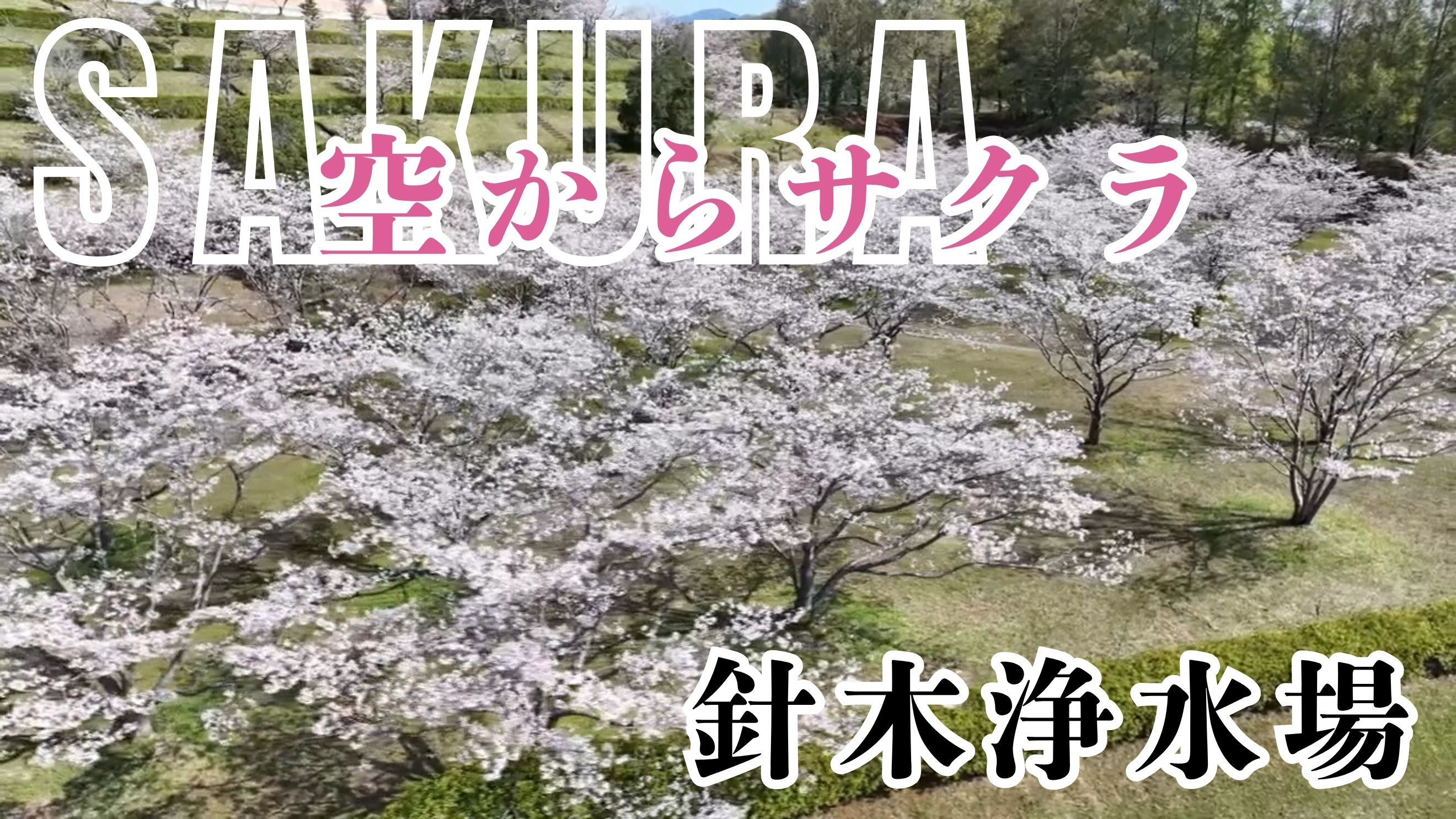 空から見る絶景の桜並木・高知市針木浄水場