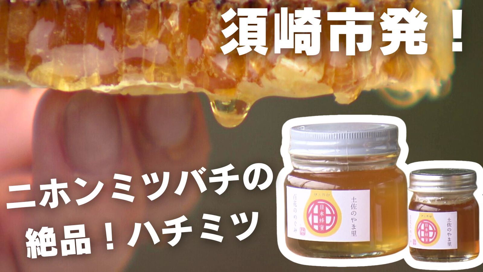 須崎市に行ったら必見!!希少なニホンミツバチのハチミツ｜ぐるぐる 