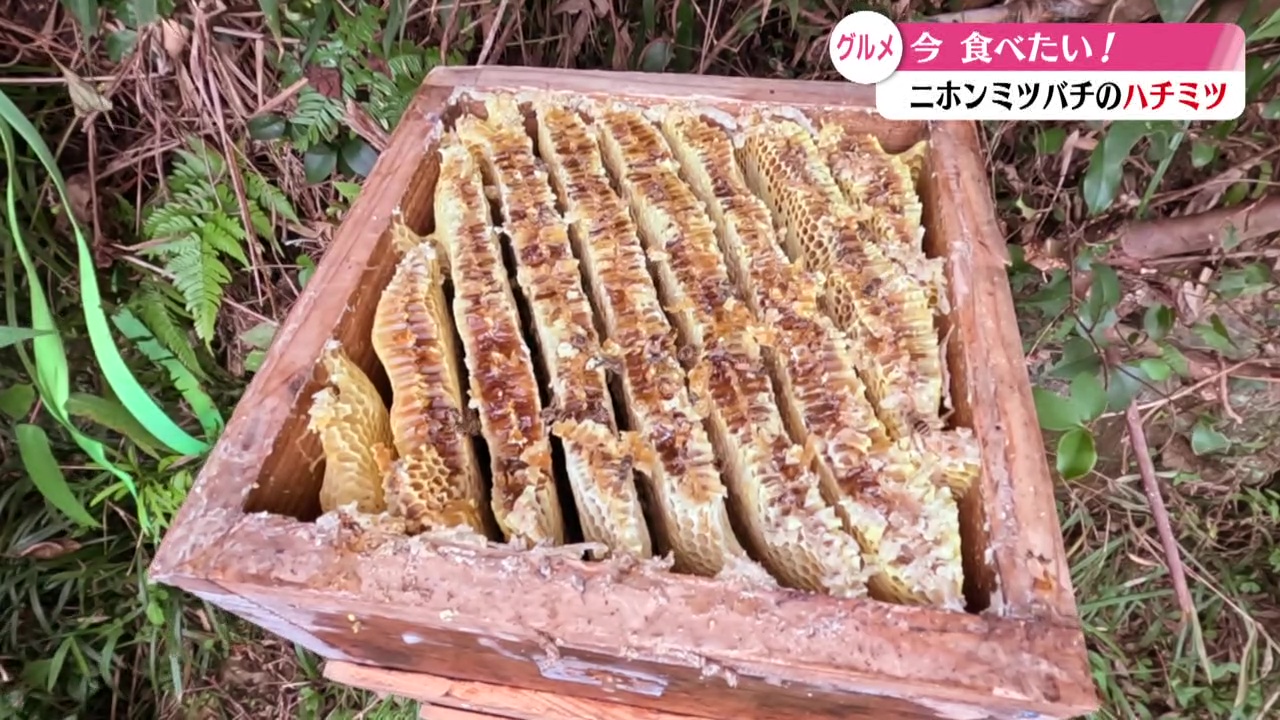 須崎市に行ったら必見!!希少なニホンミツバチのハチミツ｜ぐるぐる 
