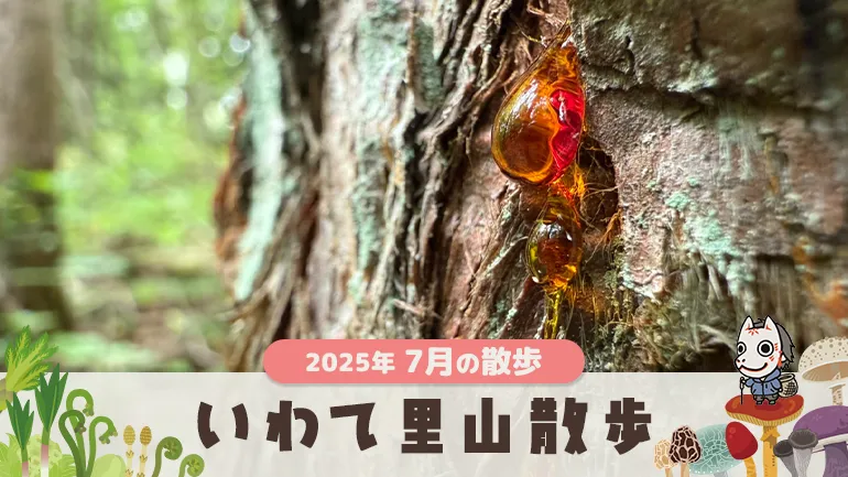 #15 いわて里山散歩｜2025年7月の画像