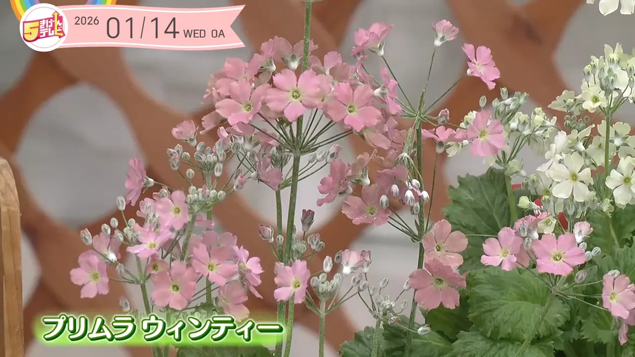 今年も花やかに｜ガーデニング倶楽部｜テレいわ屋