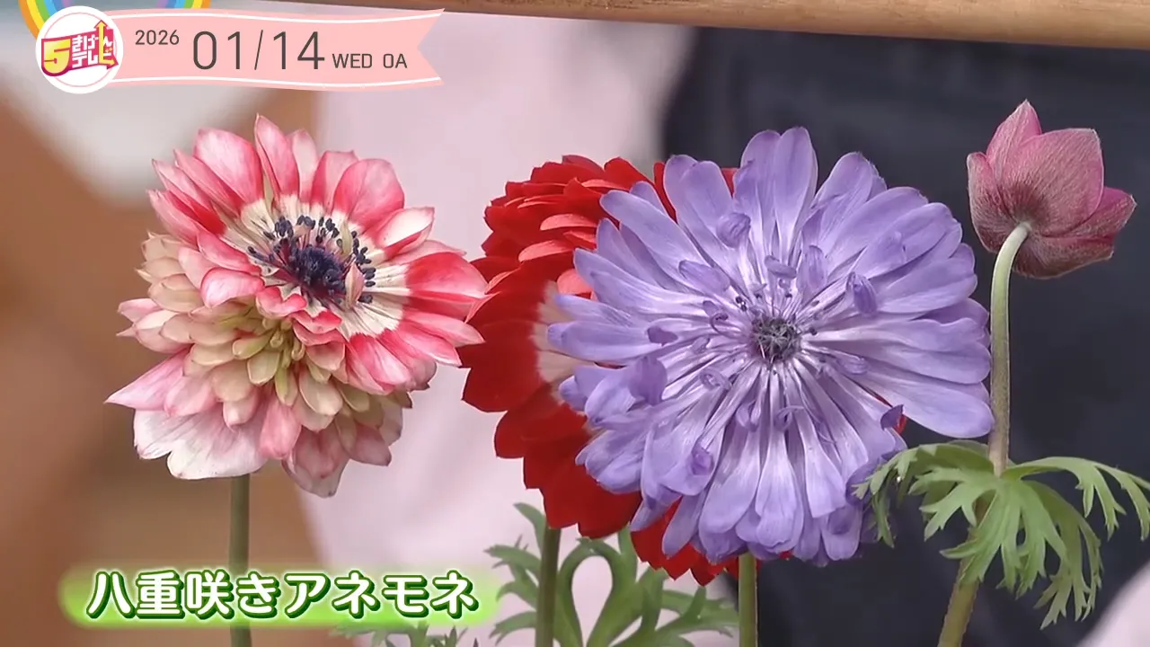 今年も花やかに｜ガーデニング倶楽部｜テレいわ屋