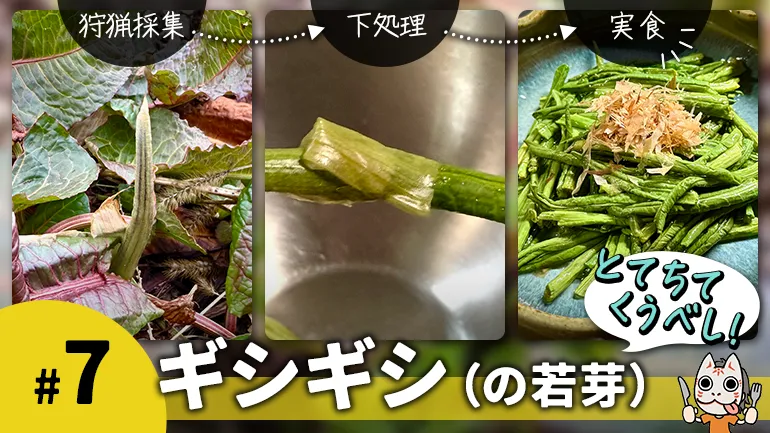 ただの雑草じゃない！春の味覚「ギシギシ」を食べようの画像