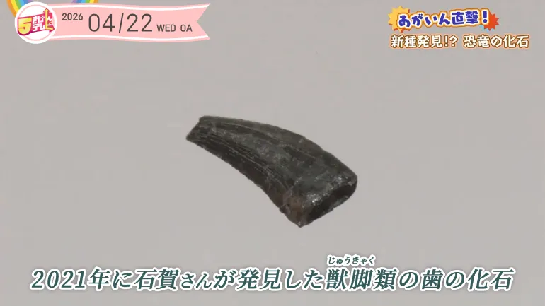 久慈琥珀博物館で恐竜の化石を探そう！｜テレいわ屋