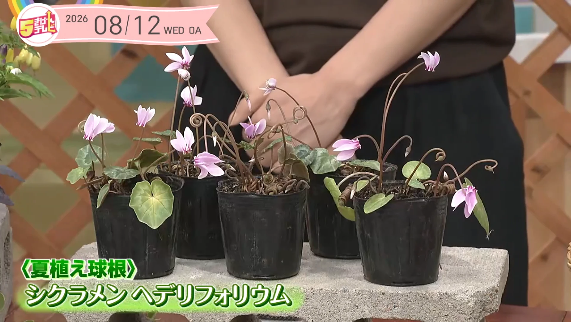 イメージ1
