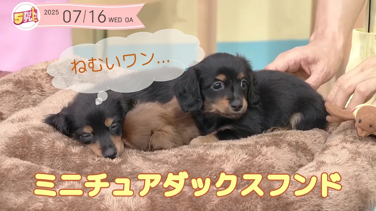 3姉妹の「ミニチュアダックスフンド」 | ちょペット天国の画像