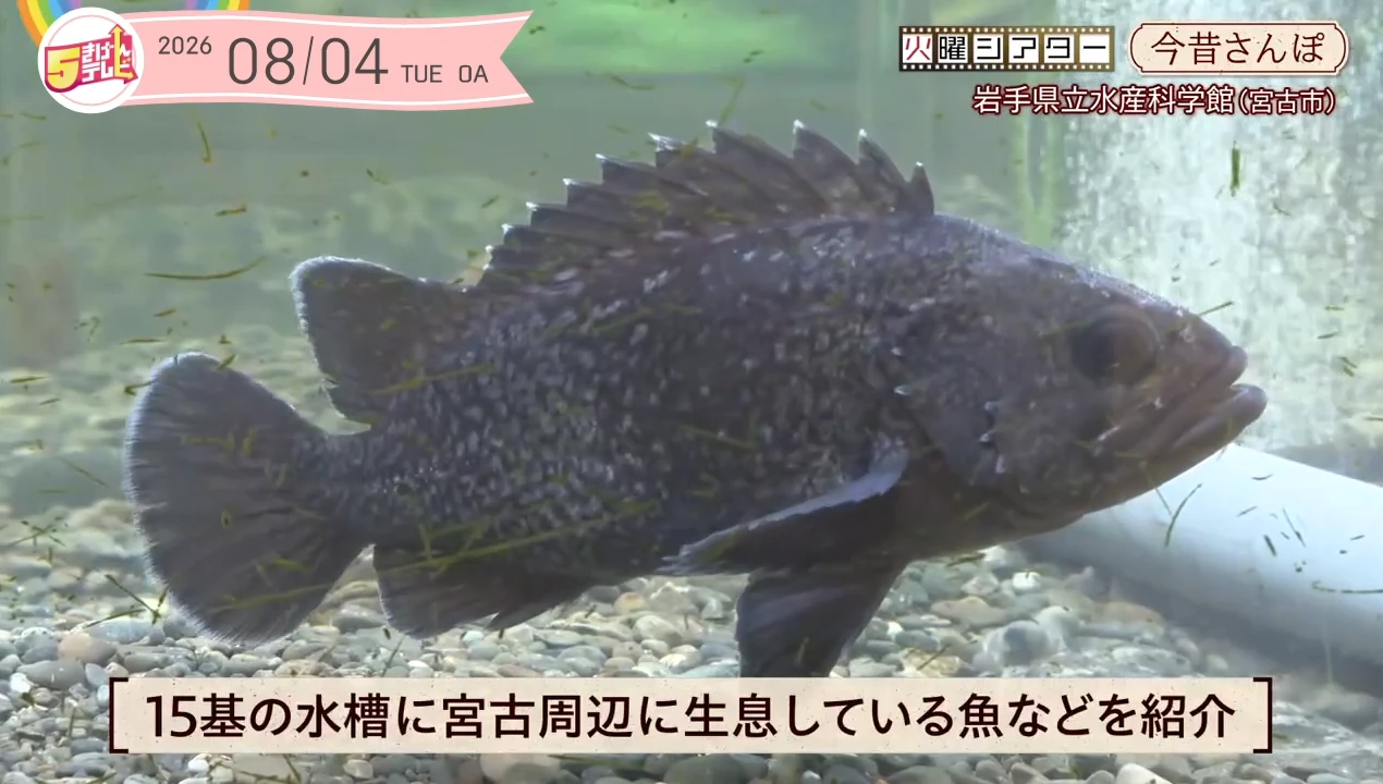 イメージ1