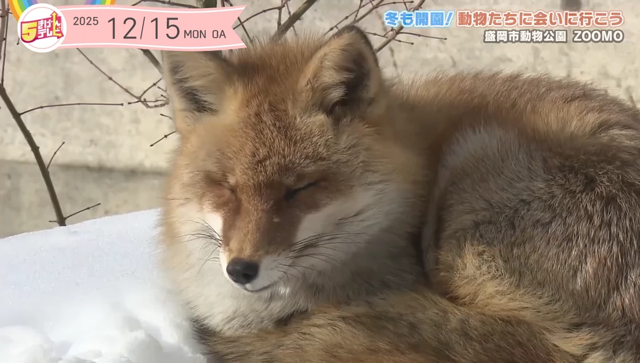 動物の「命」を守る為に!|盛岡市動物公園ZOOMO