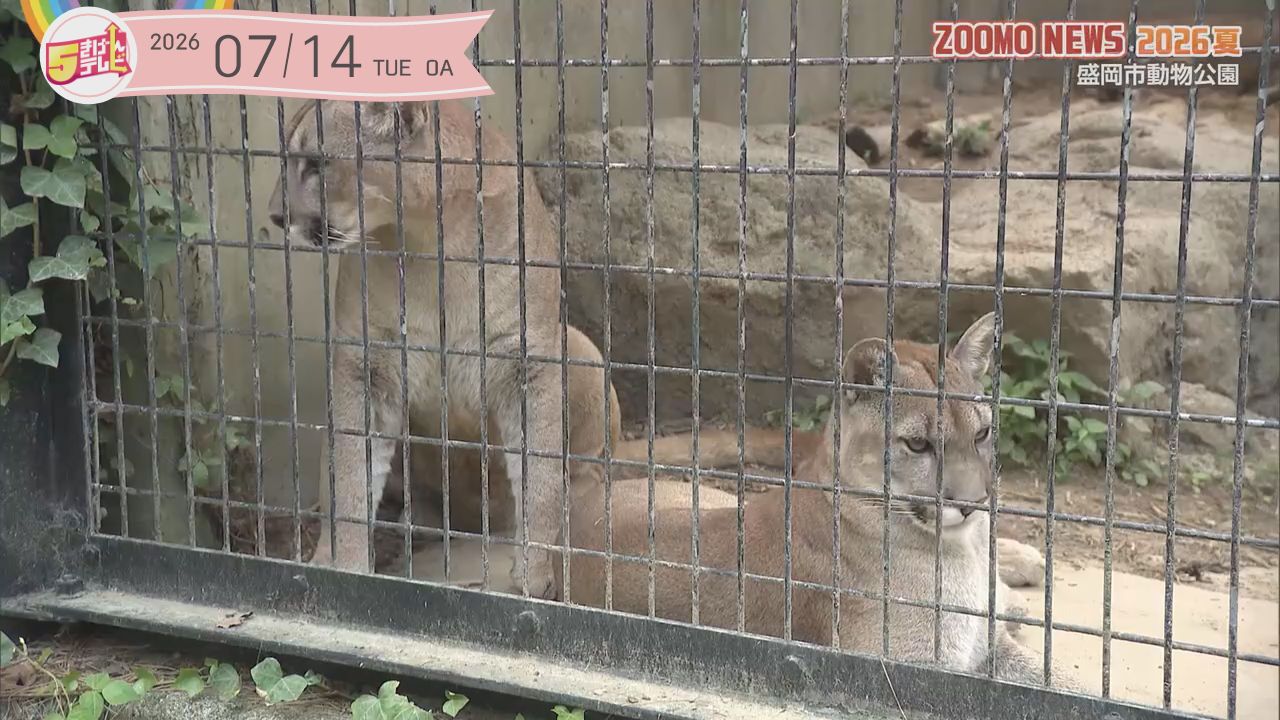 ピューマのかぞくに会いに行こう！ ｜ 盛岡市動物公園ZOOMOの画像