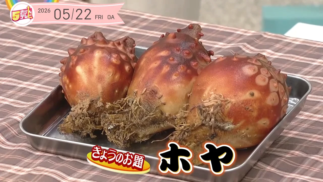 5きげん知恵袋 ～ホヤ～の画像