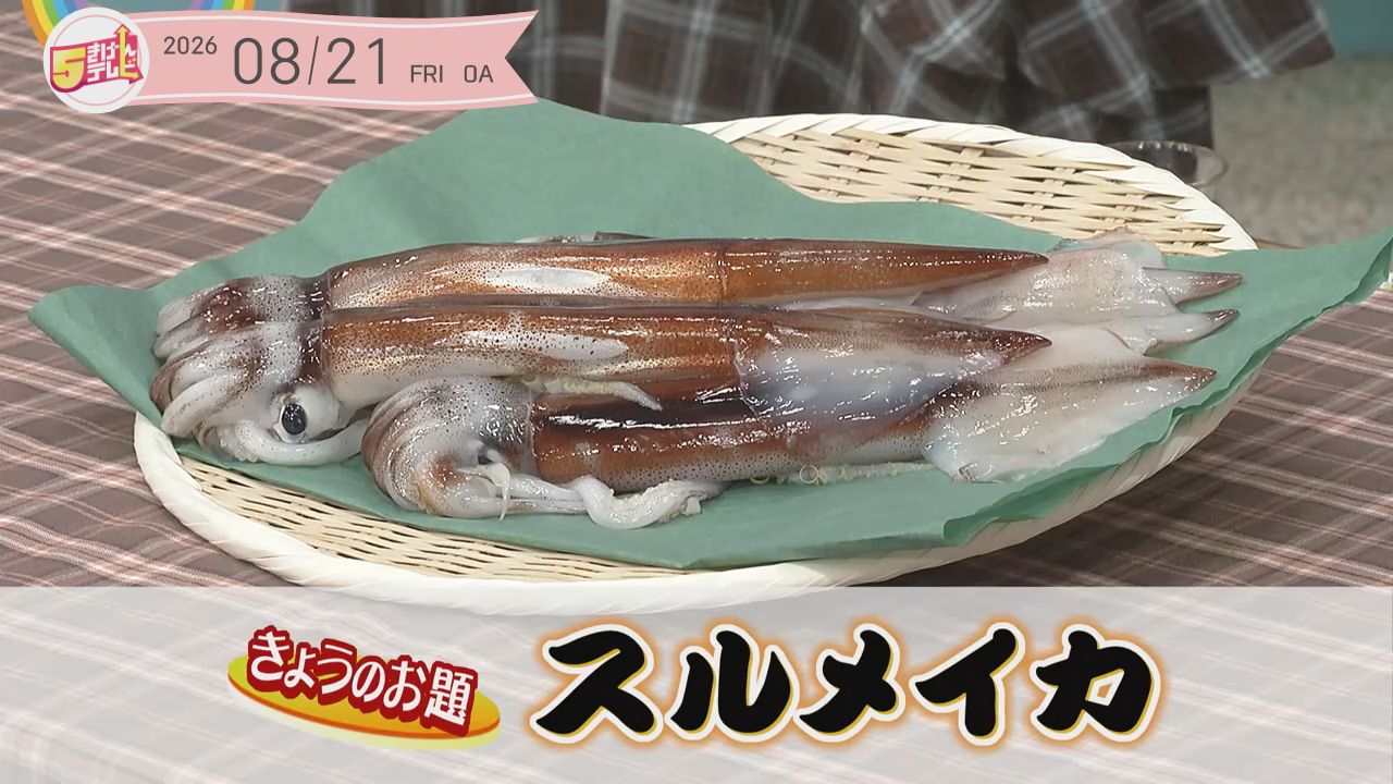5きげん知恵袋 ～スルメイカ～の画像