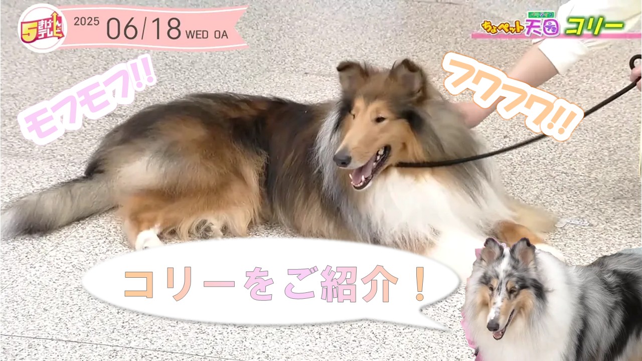 モフモフ!! フワフワ!!　「コリー」| ちょペット天国の画像