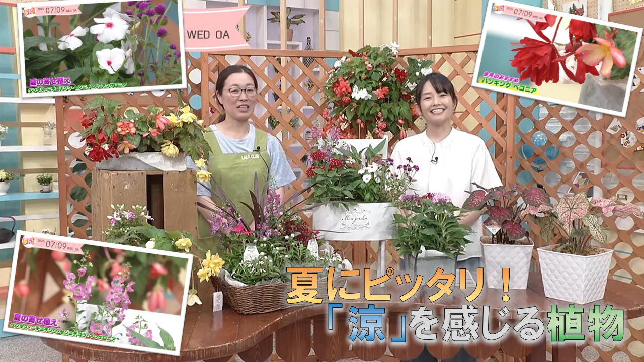 夏にピッタリ「涼」を感じる植物｜ガーデニング倶楽部の画像