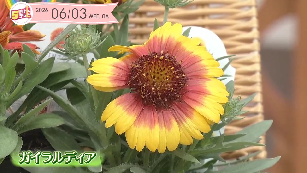 夏の庭を彩るタフな花 | ガーデニング倶楽部｜テレいわ屋