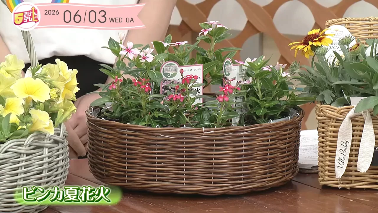 夏の庭を彩るタフな花 | ガーデニング倶楽部｜テレいわ屋