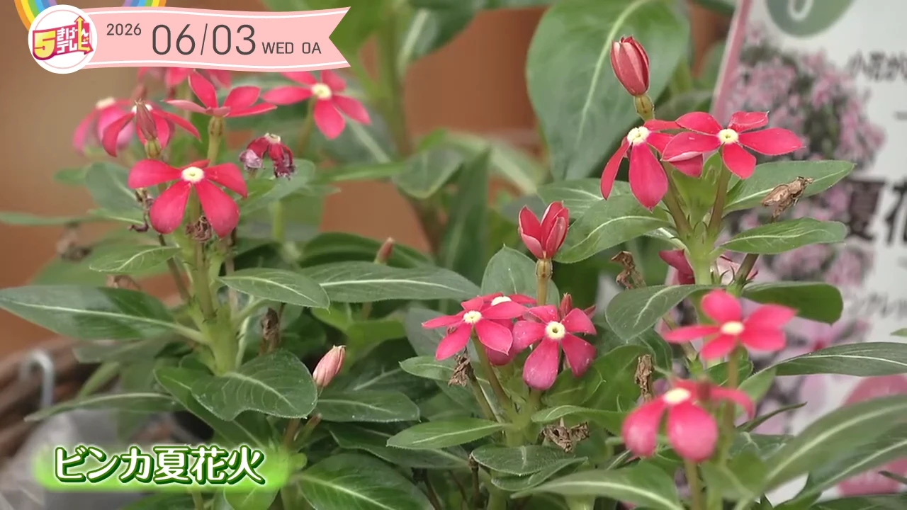 イメージ1