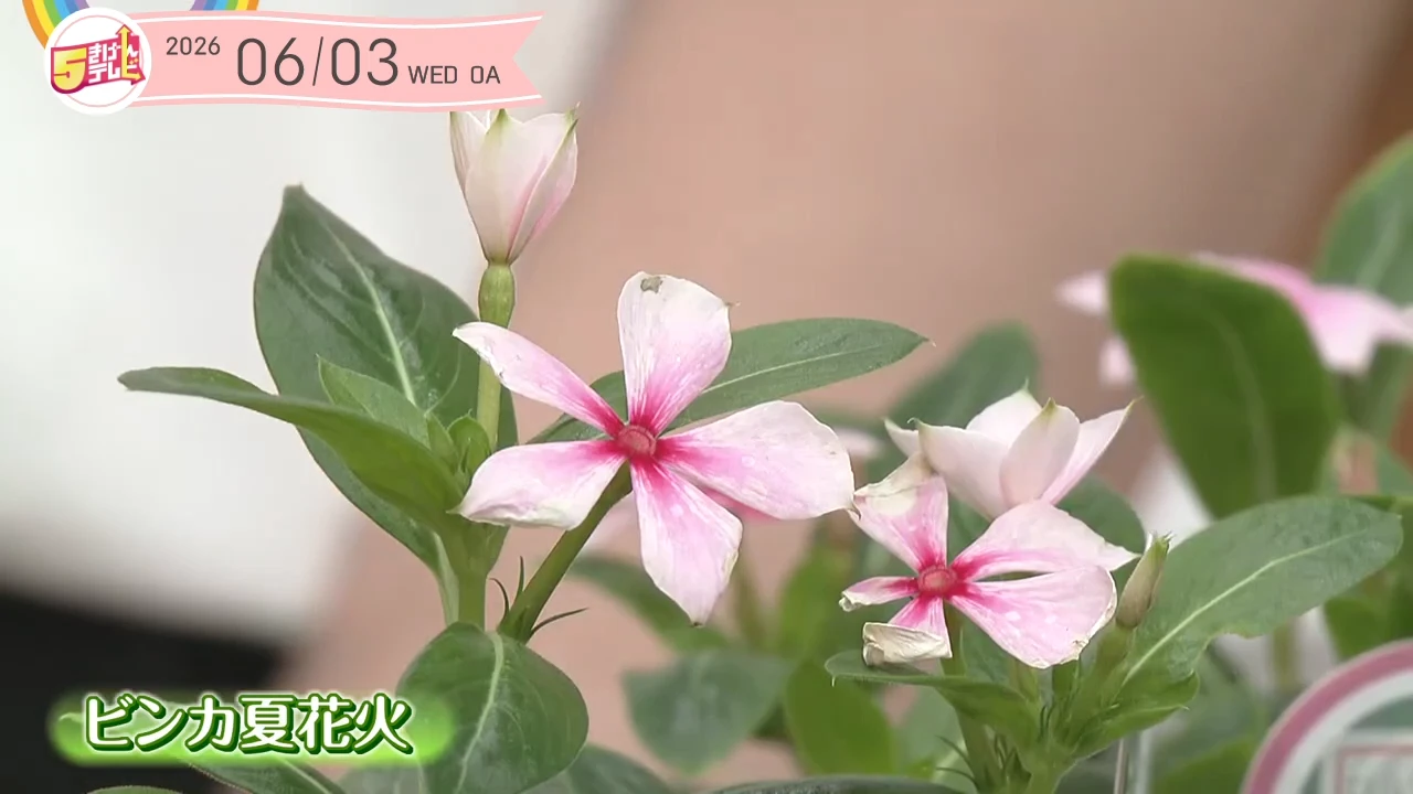 夏の庭を彩るタフな花 | ガーデニング倶楽部｜テレいわ屋