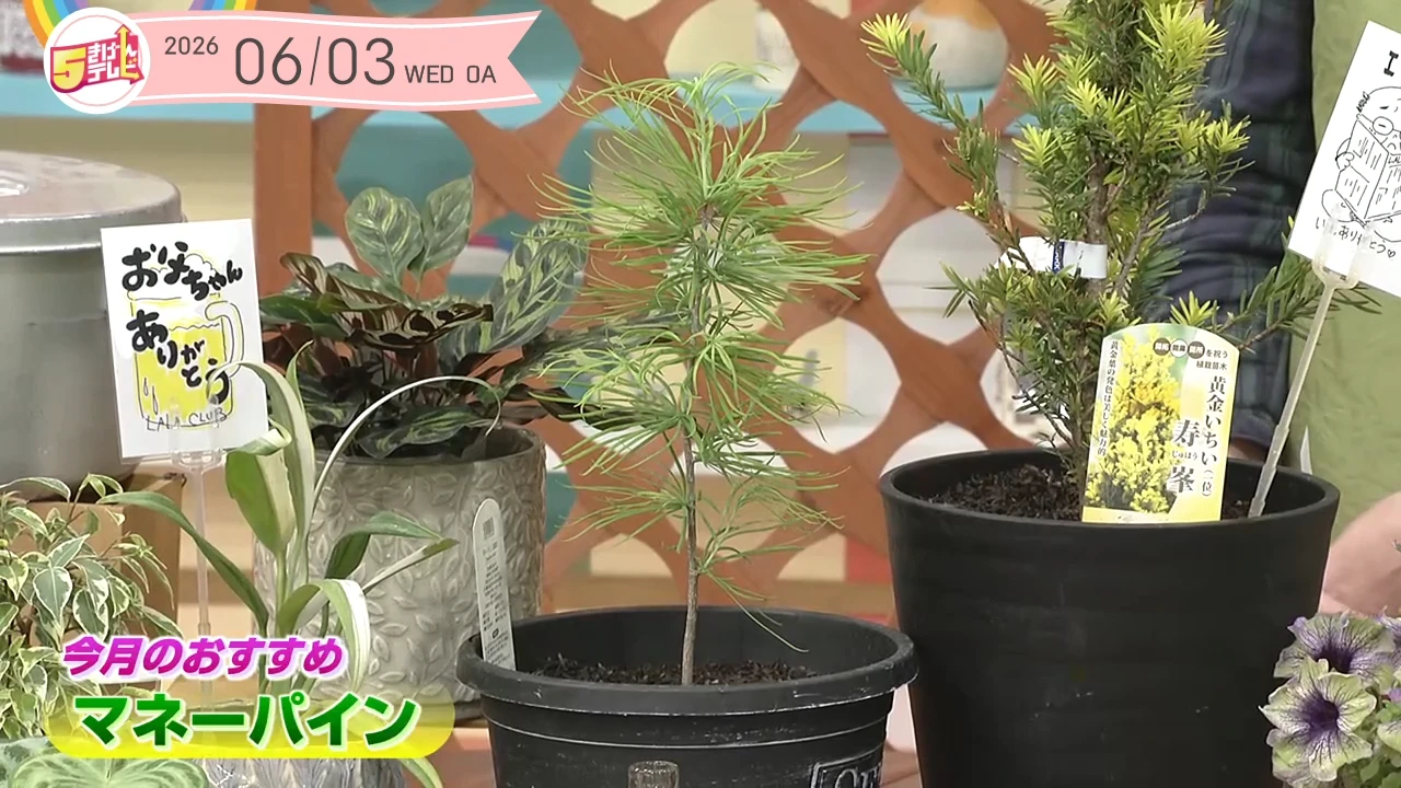 イメージ1