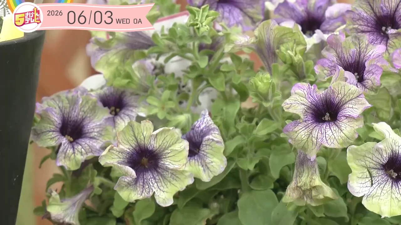 夏の庭を彩るタフな花 | ガーデニング倶楽部｜テレいわ屋