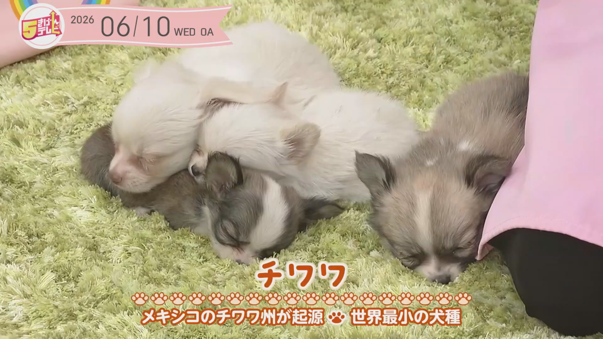 世界最小の犬種「チワワ」｜チョペット天国の画像